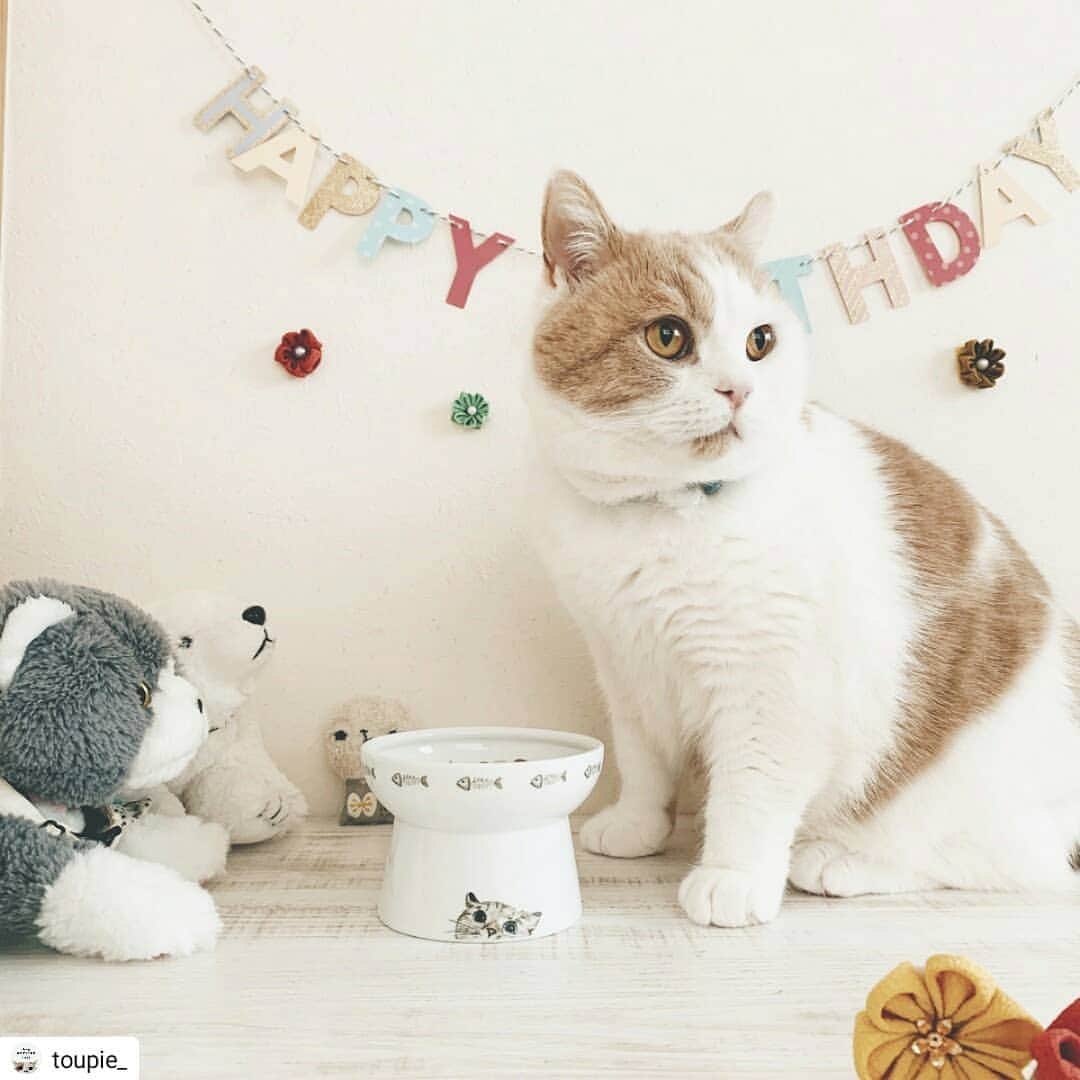 猫壱（ねこいち•ネコイチ）さんのインスタグラム写真 - (猫壱（ねこいち•ネコイチ）Instagram)「【みんなでお祝い🎂今月のバースデーにゃん】 3月に4歳になったおはぎちゃんをご紹介します😉❤ たくさんの幸せが待っていますように🐱 おめでとうございます🎉 ▫ ▫ #ハッピーダイニングの柄の #nalacatさんとちょっと似てる😆 ▫ ▫ :::::::::#猫壱 ::::::: #猫壱バースデー は猫壱商品を使ってくれているお友ニャちをお祝いする企画です♪ 猫壱商品と一緒のお写真を撮って#猫壱バースデー #猫壱 のハッシュタグをつけてお写真を投稿してくださいね✨ ▫ ▫ 毎月1名様にお誕生日プレゼントが当たる他、Instagramで紹介されるかも？！ ▫ ▫ 猫壱バースデーは『みんなでお祝い』がコンセプトです❤ 知らない猫さんでも『おめでとう🎁』とお祝いして貰えると嬉しいです❤ ▫ ▫ Repost from @toupie_ thank-you💕💕💕💕 #限定脚付フードボウル」3月27日 8時15分 - necoichicojp