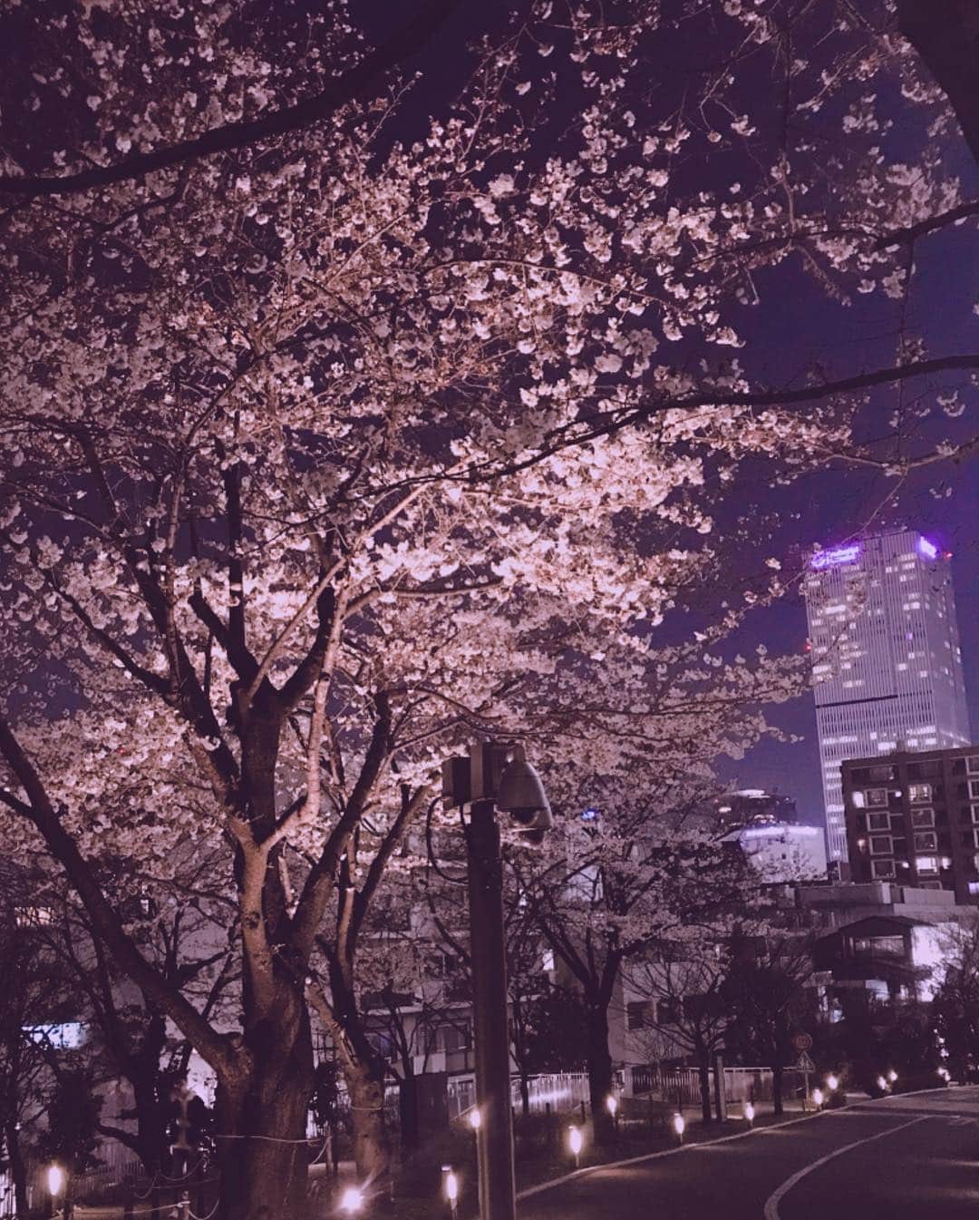 上野水香さんのインスタグラム写真 - (上野水香Instagram)「🌸 💕 ☀️ & 🌃  近所の#桜 (*´-`) #spring has come.....」3月27日 8時16分 - mizukaueno