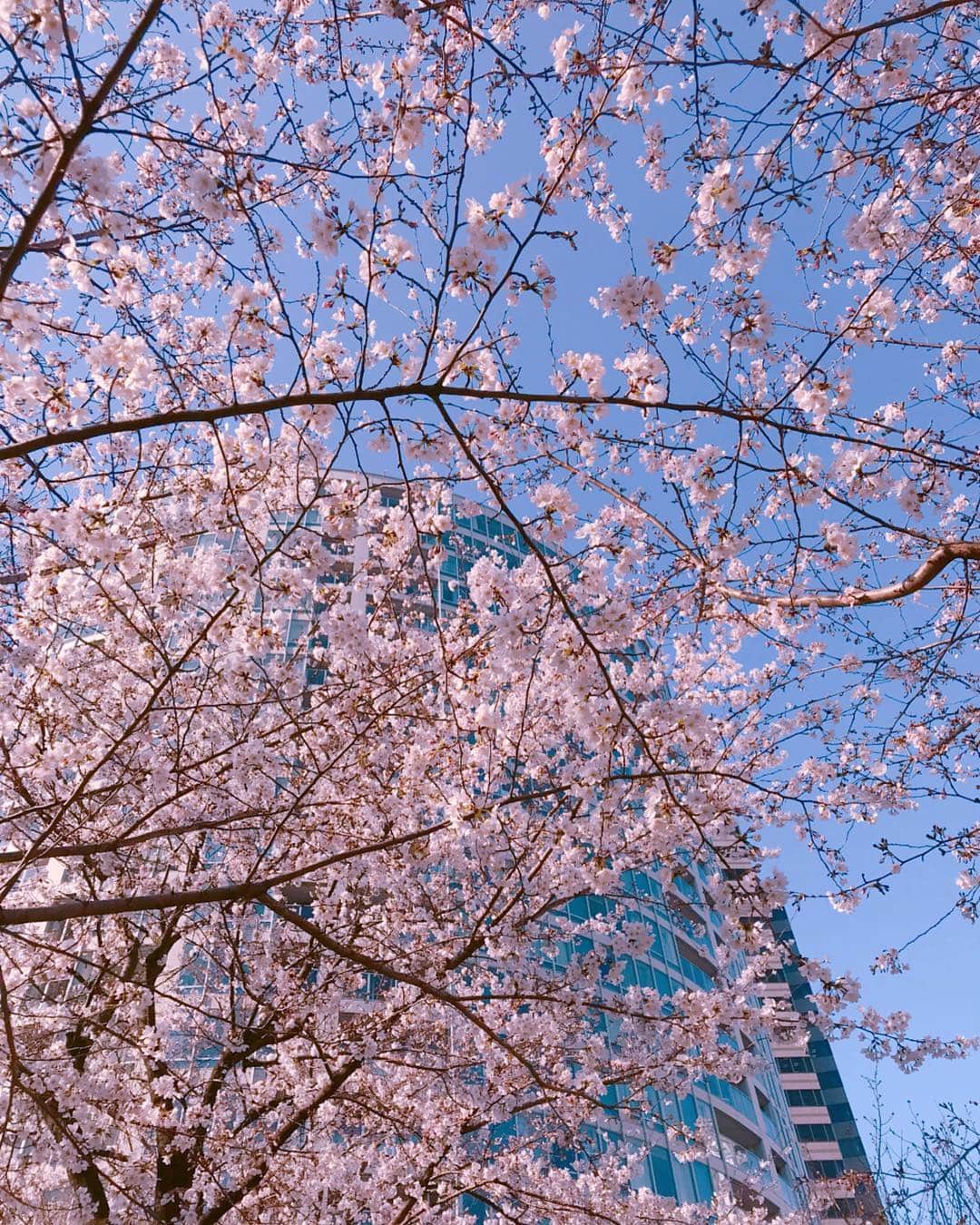 のインスタグラム：「🌸 💕 ☀️ & 🌃  近所の#桜 (*´-`) #spring has come.....」
