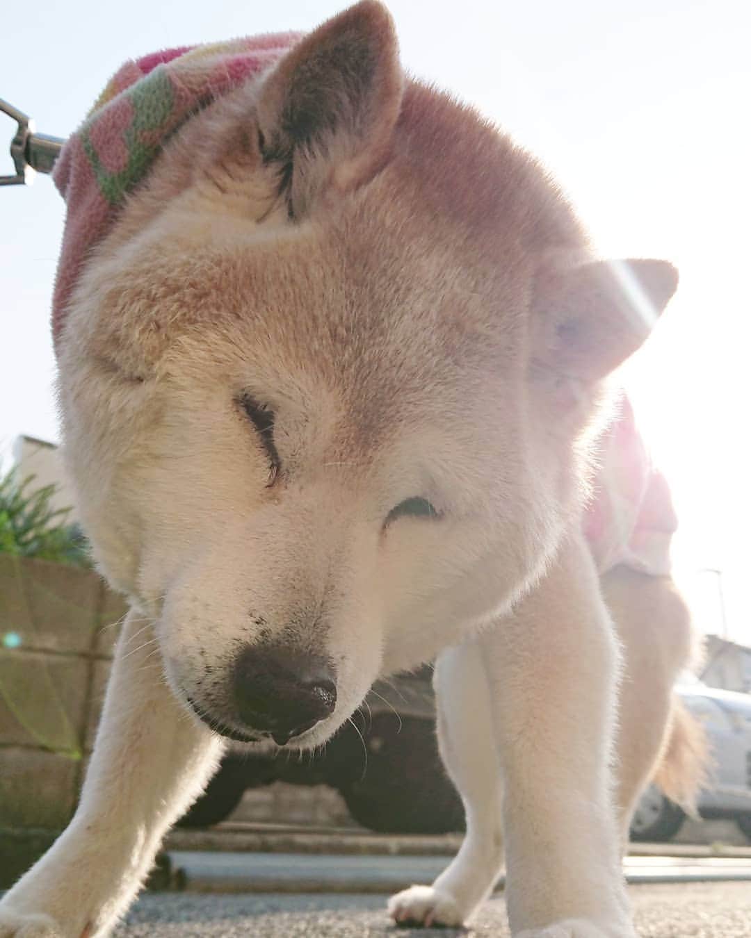 柴子さんのインスタグラム写真 - (柴子Instagram)「おはようございます！ 今日は暖かいね(*´ω｀*) #柴犬　#shibainu #shibastagram  #シニア犬」3月27日 8時27分 - senogawadogs