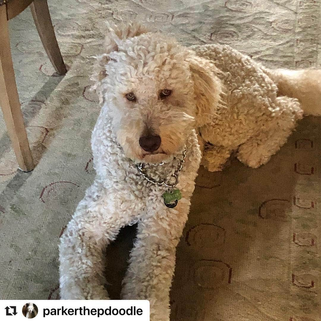 シャロン・ローレンスさんのインスタグラム写真 - (シャロン・ローレンスInstagram)「#Repost @parkerthepdoodle with @make_repost ・・・ What ‘chu lookin’ at? I’ll wear my ear this way if I want 😏 #goldendoodlesofinstagram  #doodlesofinstagram  #doodles #sassydog #poodlepout」3月27日 8時21分 - sharonelawrence