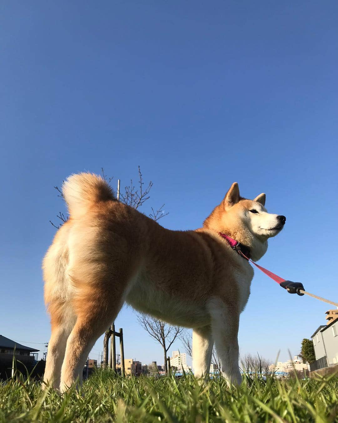 柴犬のモモさんのインスタグラム写真 - (柴犬のモモInstagram)「おはようございます。雲ひとつない青空です(キリッ) #いぬ #イヌ #犬 #柴犬 #赤柴 #日本犬 #犬バカ部 #ふわもこ部 #いぬら部 #癒しわんこ #柴犬マニア #犬のいる暮らし #口角キュキュッと部 #shiba #shibainu #shibadog #dogstagram #dogsofinstagram #shibastagram #shibasofinstagram #shibamania #inu #instadog #toyota_dog」3月27日 8時26分 - shi_ba_i_nu_momo