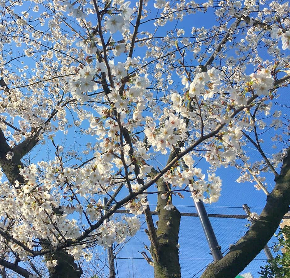 中倉隆道さんのインスタグラム写真 - (中倉隆道Instagram)「. 柿ピーモーニング😊🌸 . . 朝シャンしてたら 柿ピーモーニングタイムがなくなった そんな１日のスタート💦 . . 駅まで小走りしてたら桜🌸が綺麗だったー♬ . . 今日も笑顔満開でいきまっしょい😊✨ . . #柿ピーモーニング #桜 #青空 #フリーアナウンサー #柿ピー研究家 #アニメ研究家」3月27日 8時42分 - ryudo.tokyo