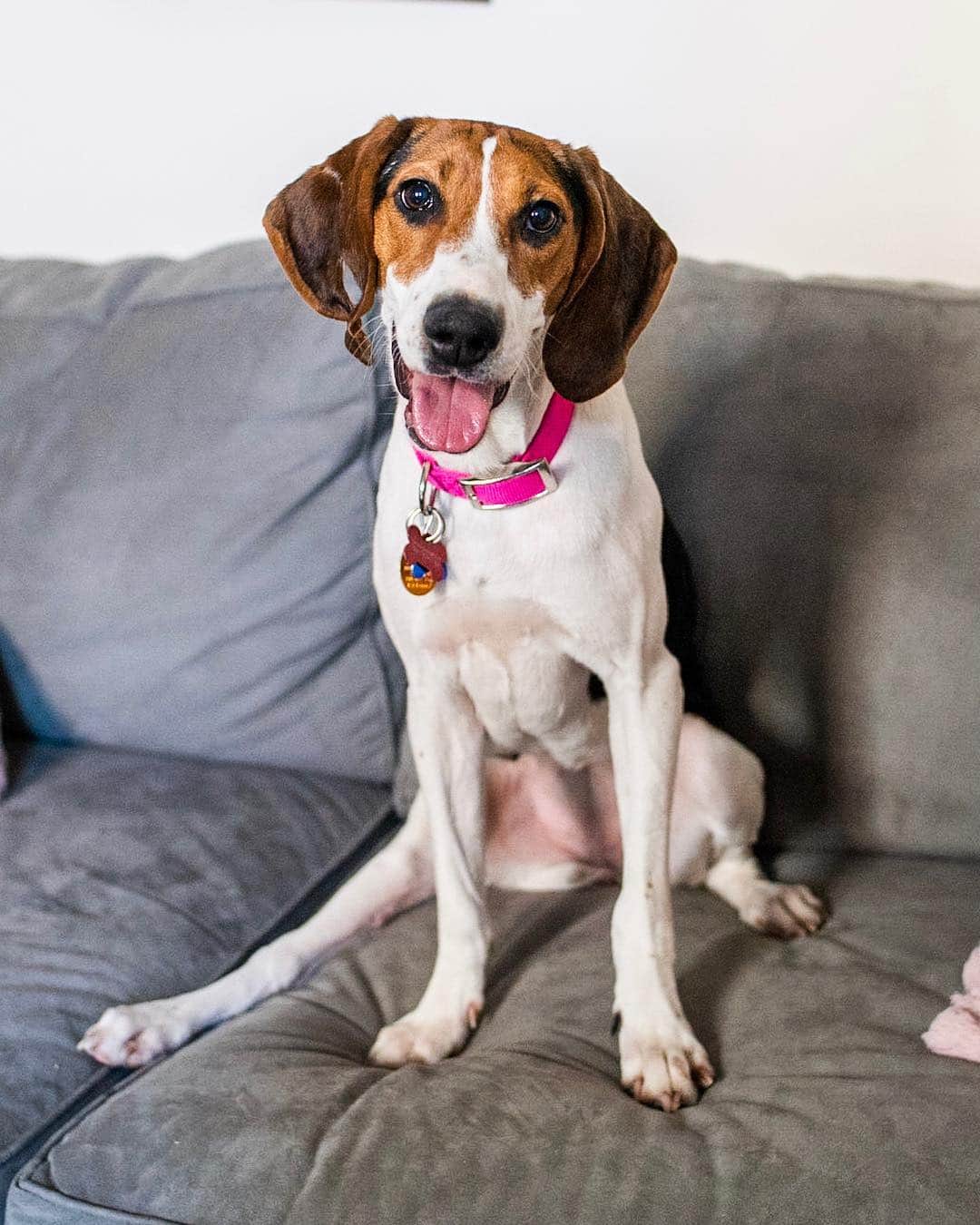 The Dogistさんのインスタグラム写真 - (The DogistInstagram)「ADOPTABLE: Millie, Treeing Walker Coonhound (1 y/o) - via @badassbrooklyn foster, NYC • “She’s from Alabama and likes to spread her toys everywhere. She was hit by a car in December and had multiple fractures in her rear right leg. She’s doing physical therapy and water therapy and is back to running around.”」3月27日 8時44分 - thedogist