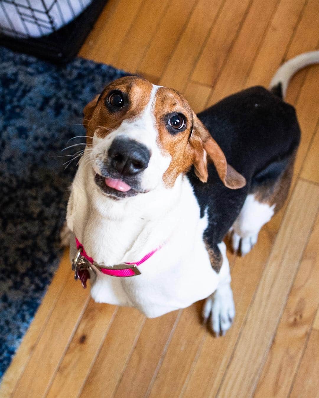 The Dogistさんのインスタグラム写真 - (The DogistInstagram)「ADOPTABLE: Millie, Treeing Walker Coonhound (1 y/o) - via @badassbrooklyn foster, NYC • “She’s from Alabama and likes to spread her toys everywhere. She was hit by a car in December and had multiple fractures in her rear right leg. She’s doing physical therapy and water therapy and is back to running around.”」3月27日 8時44分 - thedogist