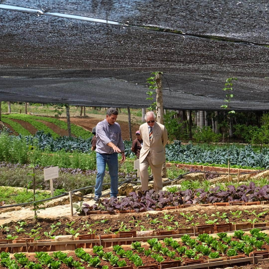 クラレンス邸さんのインスタグラム写真 - (クラレンス邸Instagram)「The Prince of Wales visits Finca Marta organic farm during the #RoyalVisitCuba. 🌿 Taking a tour with owner Fernando Funes Monzote, HRH hears about how the farm aims to promote organic principles in Cuba. His Royal Highness believes passionately in the advantages of organic farming.  34 years ago, The Prince converted the Duchy Home Farm into a completely organic farming system.」3月27日 8時52分 - clarencehouse