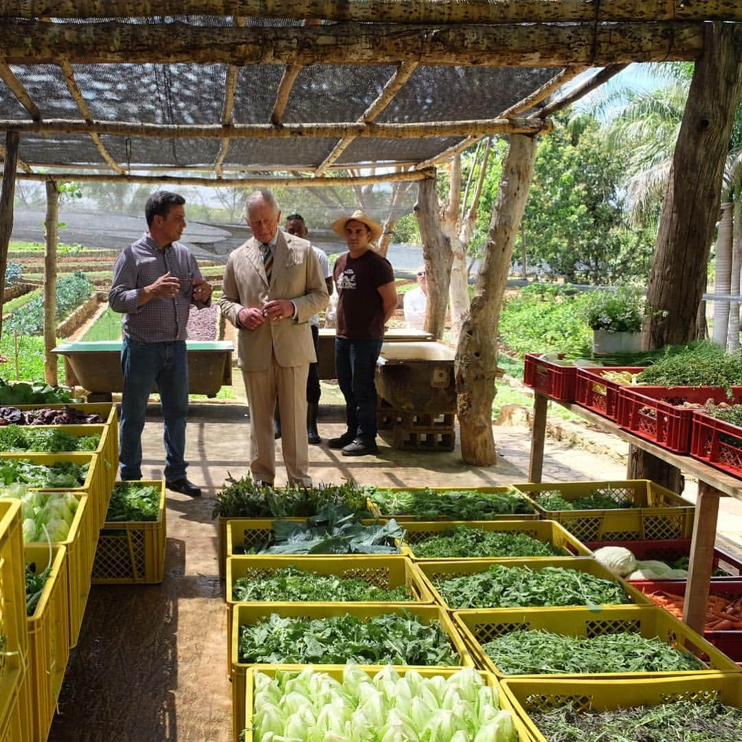 クラレンス邸さんのインスタグラム写真 - (クラレンス邸Instagram)「The Prince of Wales visits Finca Marta organic farm during the #RoyalVisitCuba. 🌿 Taking a tour with owner Fernando Funes Monzote, HRH hears about how the farm aims to promote organic principles in Cuba. His Royal Highness believes passionately in the advantages of organic farming.  34 years ago, The Prince converted the Duchy Home Farm into a completely organic farming system.」3月27日 8時52分 - clarencehouse