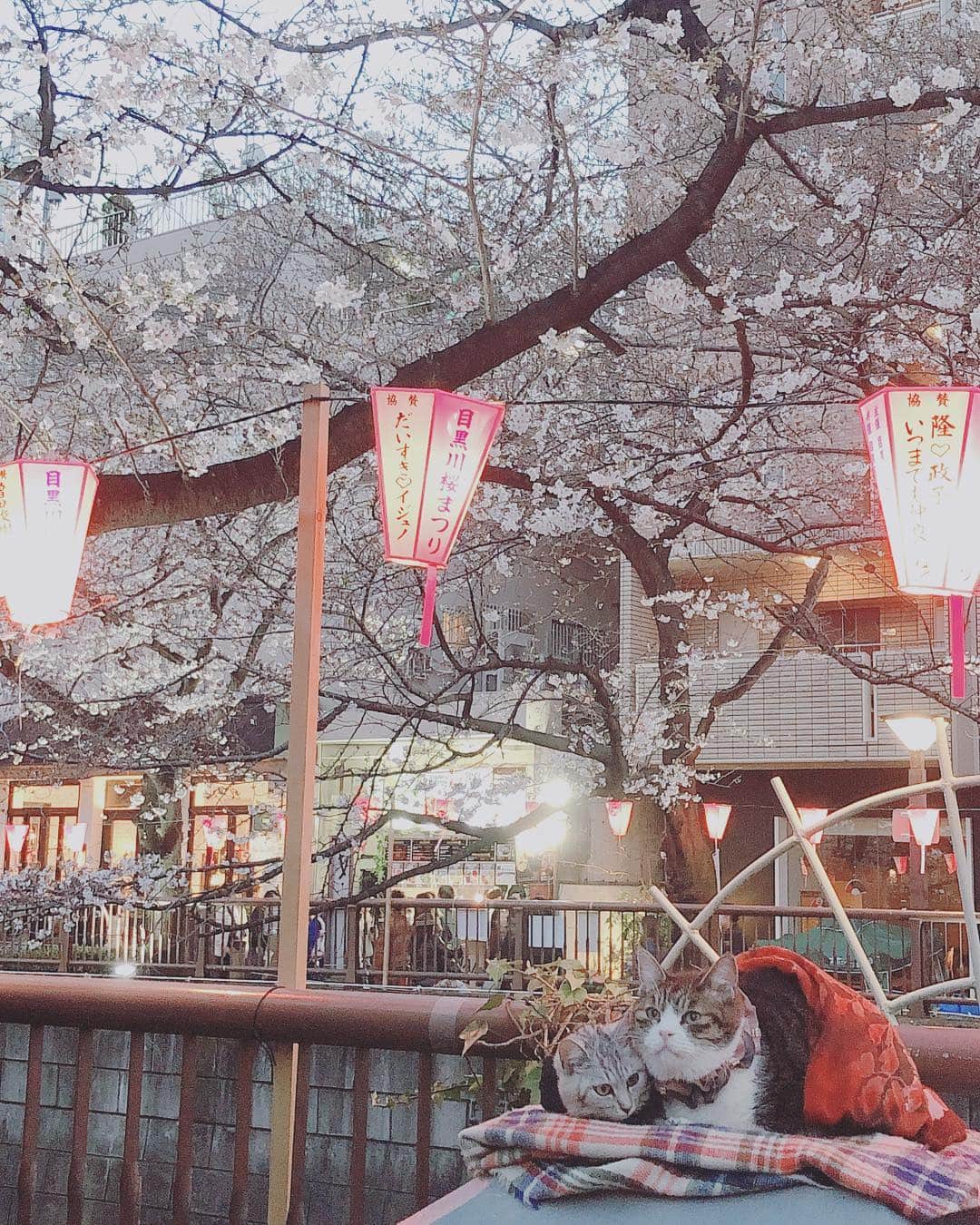 森園れんのインスタグラム：「猫🐱可愛すぎた😝❤️ #猫 #看板娘 #看板猫 #中目黒 #目黒川 #桜 #🌸 #sakura」