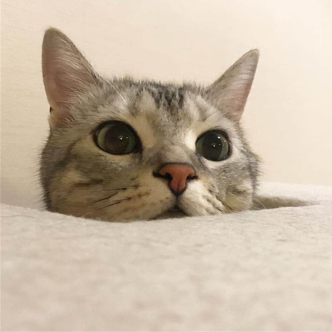 Alain アランさんのインスタグラム写真 - (Alain アランInstagram)「Good morning! Bonjour! Peek a boo! * おはようございますにゃん！ ひょっこり！ * #catstagram #cat_features  #topcatphoto #cutepetclub #catsofinstagram #ig_catclub #cats_of_world #meowsandwoofs #meowvswoof#nc_cuties #excellent_cats #catstocker  #bestmeow #magnificenteowdels#bestcats_oftheworld#INSTACAT_MEOWS #peco #スタペグラム#ペピ友#animalsco#mofmo#igersjp#みんねこ#ふわもこ部#ペコねこ部 #アメショー#ビューティープロコンテスト @beautypro_contest #ねこにすとパネル希望」3月27日 8時55分 - alain_cat