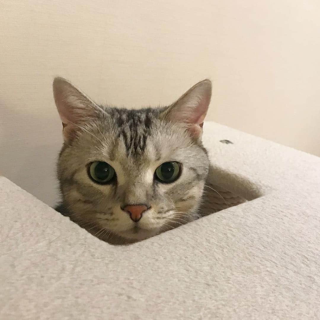 Alain アランさんのインスタグラム写真 - (Alain アランInstagram)「Good morning! Bonjour! Peek a boo! * おはようございますにゃん！ ひょっこり！ * #catstagram #cat_features  #topcatphoto #cutepetclub #catsofinstagram #ig_catclub #cats_of_world #meowsandwoofs #meowvswoof#nc_cuties #excellent_cats #catstocker  #bestmeow #magnificenteowdels#bestcats_oftheworld#INSTACAT_MEOWS #peco #スタペグラム#ペピ友#animalsco#mofmo#igersjp#みんねこ#ふわもこ部#ペコねこ部 #アメショー#ビューティープロコンテスト @beautypro_contest #ねこにすとパネル希望」3月27日 8時55分 - alain_cat