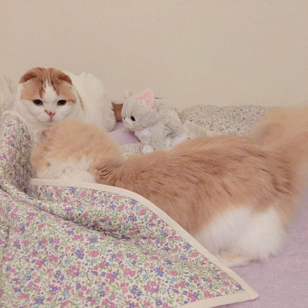 のんたのインスタグラム：「大暴れで遊ぶぼーちゃんと、まったく動じないのんちゃん 寝る前の楽しみな時間💕」
