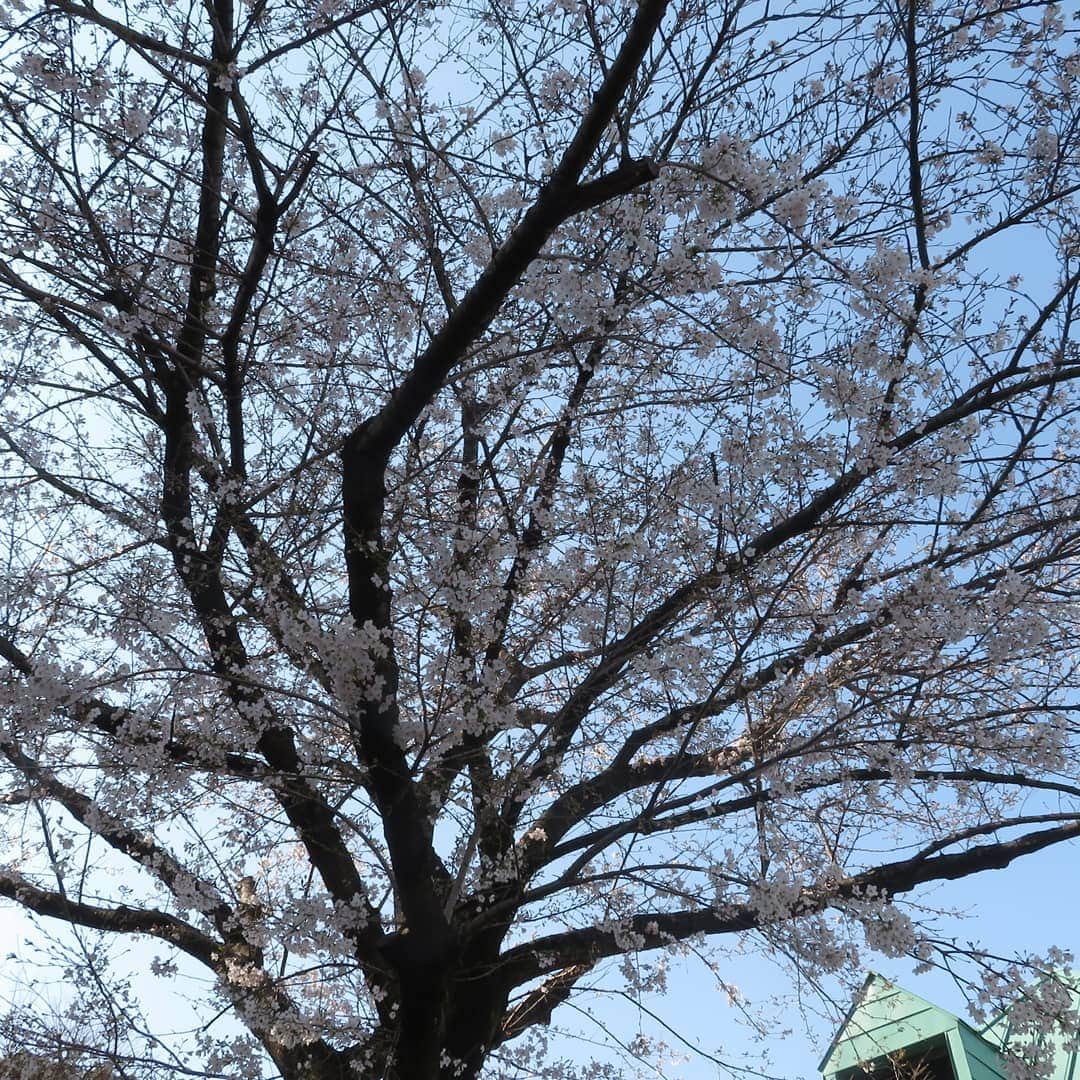 公明党さんのインスタグラム写真 - (公明党Instagram)「今日は #さくらの日。 3×9(さくら)＝27 から。 公明党本部の桜も咲いています。満開までもう少し。  全国各地で4月7日、21日に勝利の桜を咲かせたい。 公明党は地域の皆さまの幸せの花が咲くように、しっかり頑張ります！ #桜 #サクラ #桜🌸 #公明党」3月27日 9時33分 - komei.jp