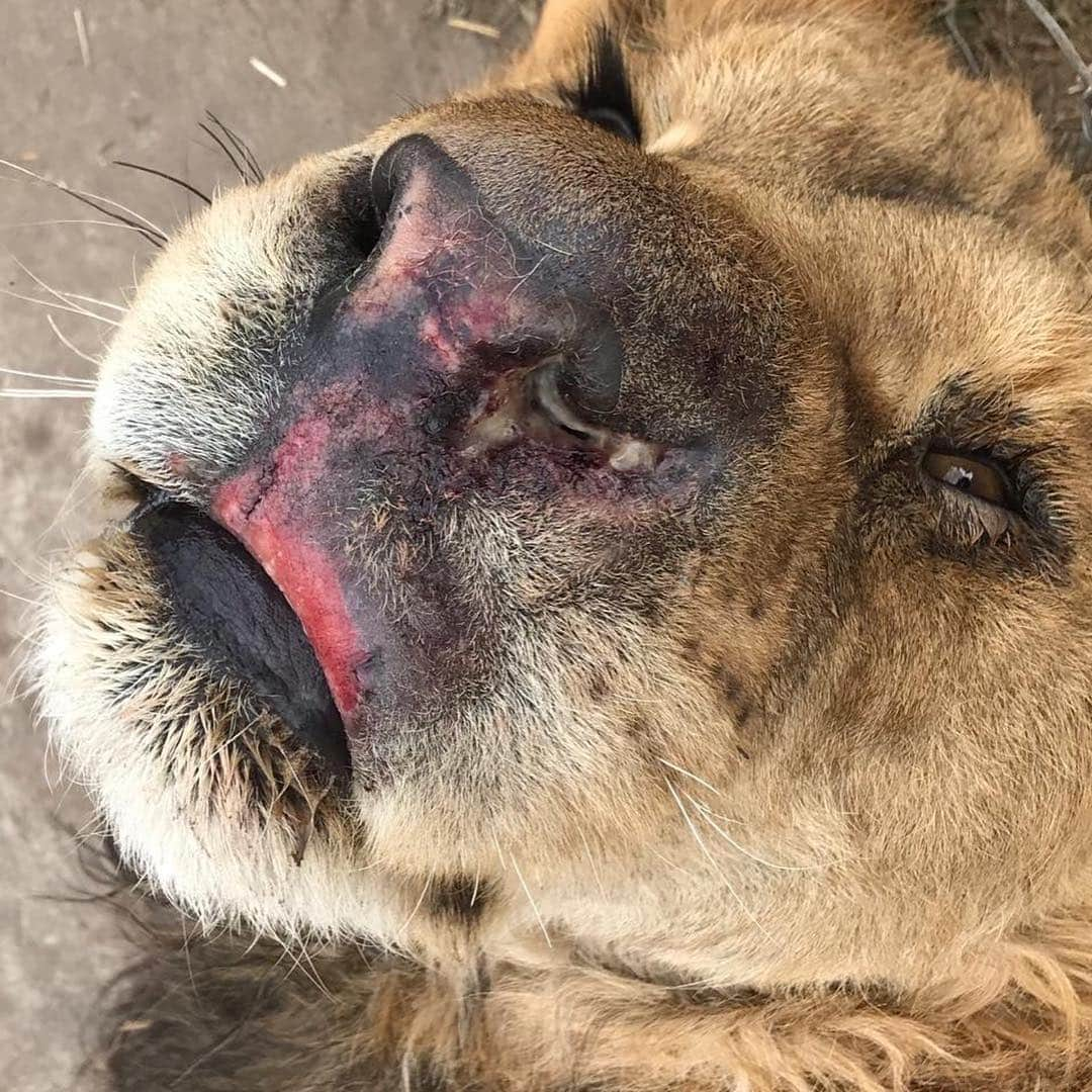 Black Jaguar-White Tiger さんのインスタグラム写真 - (Black Jaguar-White Tiger Instagram)「Sorry, I fell asleep. This was Hector a couple of days ago. Now he’s perfect... Me quede dormido toda la tarde, lo siento. Este era Hectorito hace unos días. Ya está perfecto... #BabyHectorBJWT #SaveLions」3月27日 9時47分 - blackjaguarwhitetiger