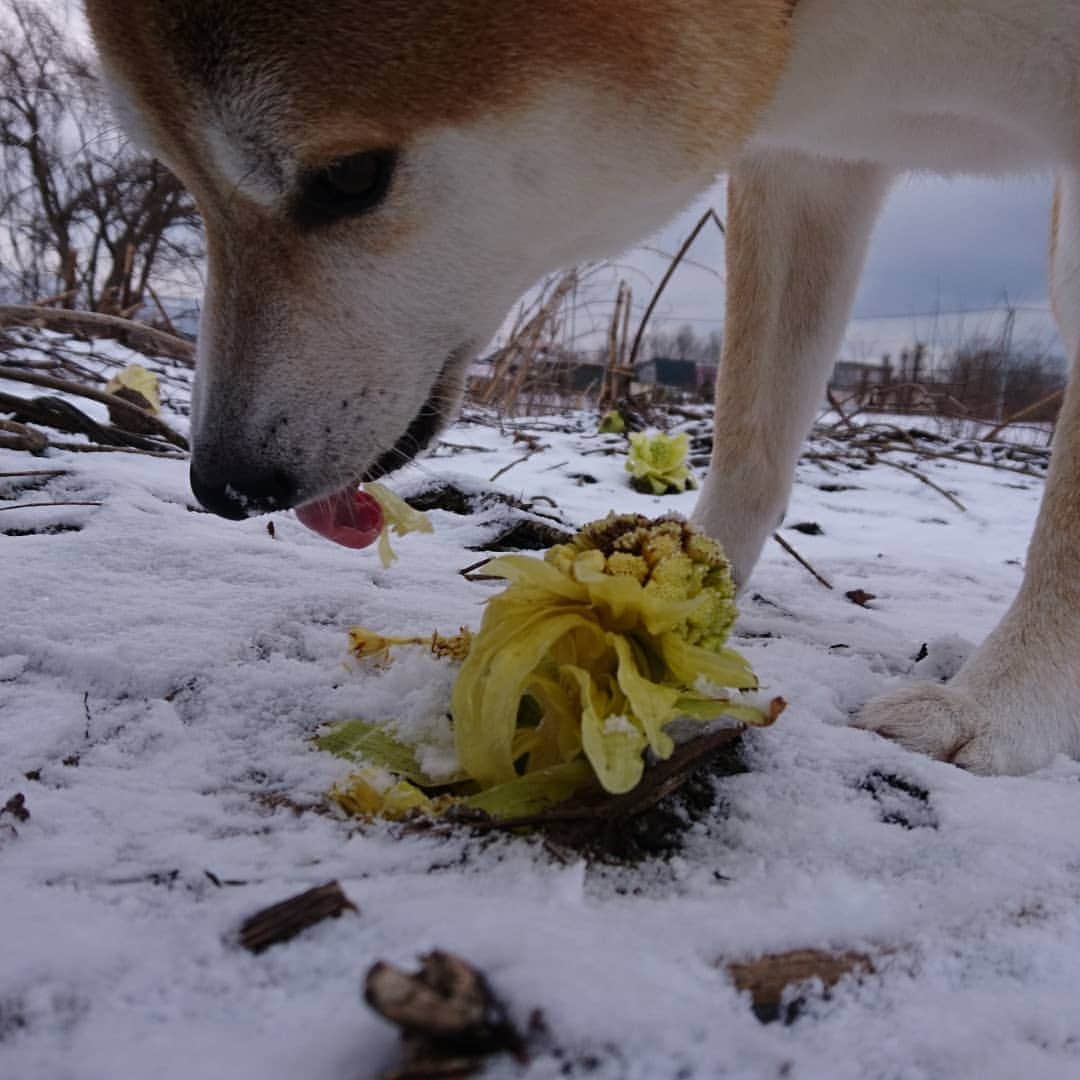 柴犬⭐️サスケさんのインスタグラム写真 - (柴犬⭐️サスケInstagram)「おはわん  #柴犬#赤柴#ふわもこ部#犬ら部 #わんだフォ #🐶📷 #🐶#日本犬 #shibagram #shibastagram #shibasnap #柴北会」3月27日 9時42分 - shiba20150405