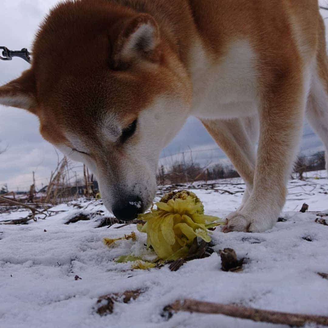 柴犬⭐️サスケさんのインスタグラム写真 - (柴犬⭐️サスケInstagram)「おはわん  #柴犬#赤柴#ふわもこ部#犬ら部 #わんだフォ #🐶📷 #🐶#日本犬 #shibagram #shibastagram #shibasnap #柴北会」3月27日 9時42分 - shiba20150405