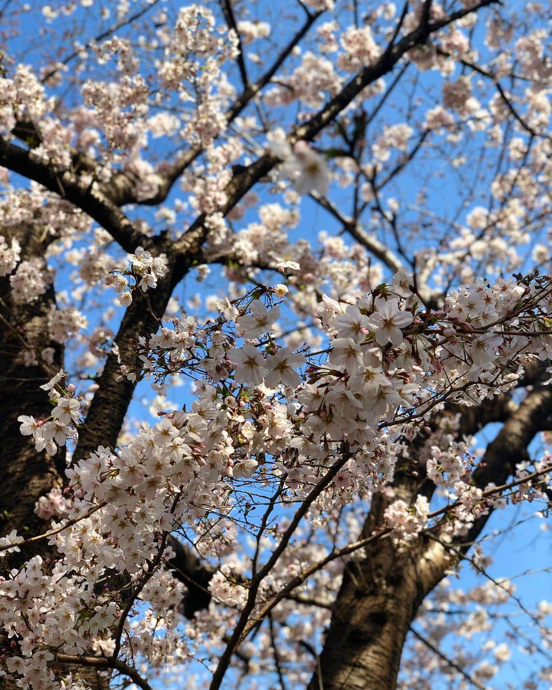 小川哲史さんのインスタグラム写真 - (小川哲史Instagram)「四分咲きかな？  春ですな🌸 #sakura #目黒川」3月27日 9時43分 - satoshiogawa92