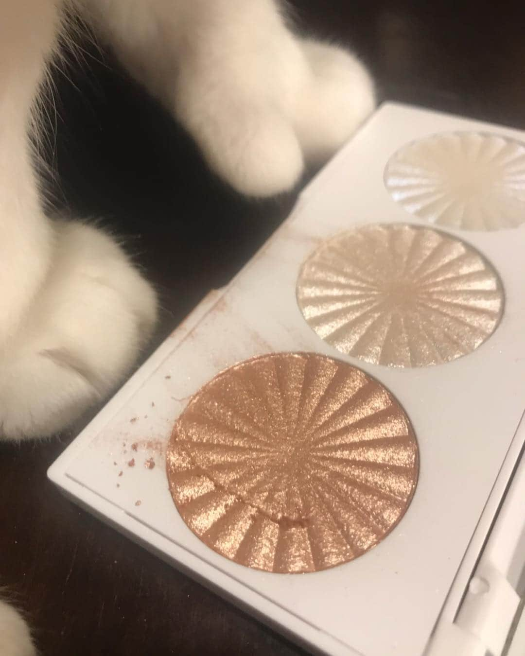 モヒートさんのインスタグラム写真 - (モヒートInstagram)「Mom’s new highlighter palette didn’t even make it 20 seconds after unboxing before a kitty swatched it 🤦‍♀️🤦‍♀️🤦‍♀️ #ofracosmetics #ofraxnikkietutorials #catsofinstagram #catsareassholes」3月27日 9時44分 - mojito_rose_family