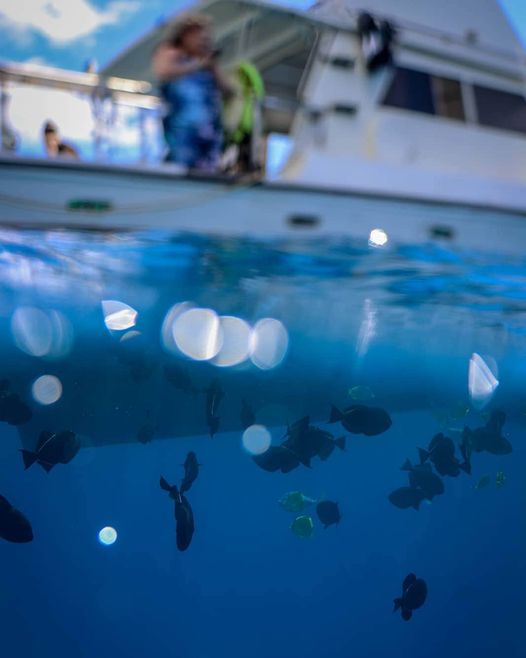 And Youさんのインスタグラム写真 - (And YouInstagram)「There are treasures to be found, just under the waves... 🌊🌊🌊. #ocean #hawaiistagram #discoverocean #ikelight #underwater」3月27日 9時44分 - dolphinsandyou