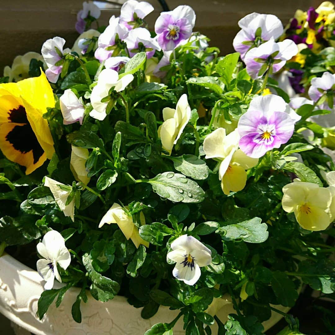 丹野みどりさんのインスタグラム写真 - (丹野みどりInstagram)「#ベランダガーデニング#gardening#flower#お花#花のある暮らし#植物#グリーン#flowerstagram」3月27日 9時52分 - midorimarron