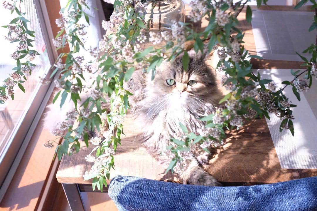日下部ゆいこさんのインスタグラム写真 - (日下部ゆいこInstagram)「. . 今のお家は 日当たりが良くて ニャンズも気持ちよさそう。 . . おぷぅ様 朝から優雅だわぁ。 見習いたいよ。 . . #猫のいる暮らし#ねこ#猫#チンチラゴールデン#ペルシャ#cat#instacat」3月27日 10時05分 - yuiko_kusakabe