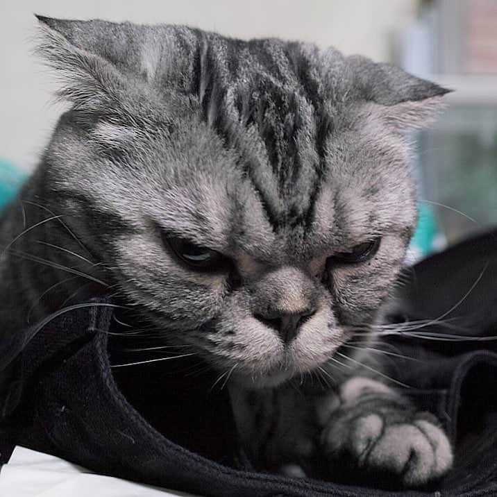 Shishi-maruのインスタグラム：「🐱Cool ears. 🐱ちょいイカ耳気味。眠そうな時の顔です。 ーーーーーーーーーーー 📕「ぷっちねこ。」単行本発売中 📗「3匹のちいさな猫を召喚できたなら」 📘「ちいさな猫を召喚できたなら」重版出来 ーーーーーーーーーーー ⭐︎ねこ漫画を描いています→@tacos_cat 🐱公式→@chiisanacat 🌺Twitter →@taco_emonemon ーーーーーーーーーーー」