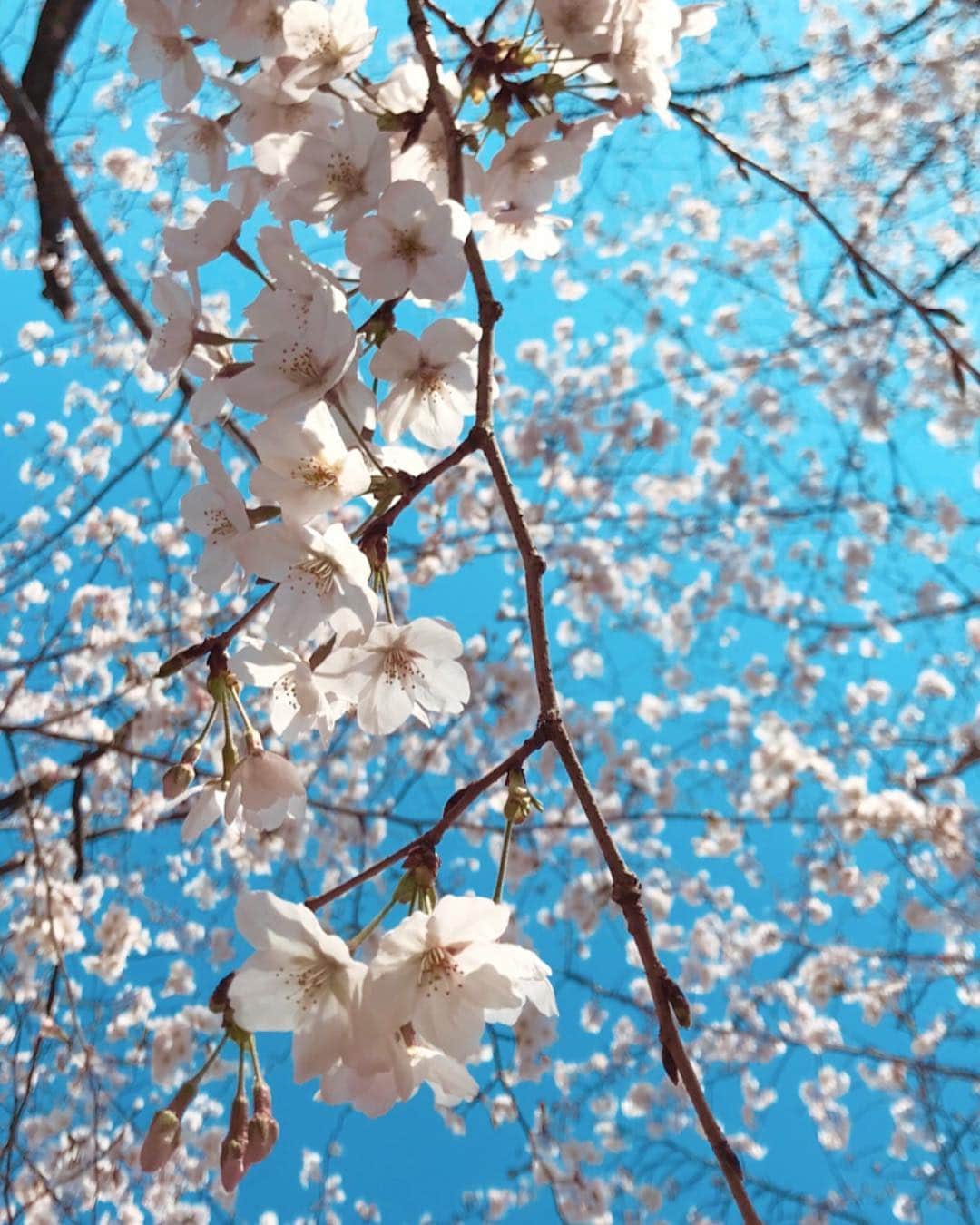 Yun chiさんのインスタグラム写真 - (Yun chiInstagram)「🌸🎴 . . . . #桜#さくら#お花見#sakura#japan#japantrip#spring#flower#pink」3月27日 10時21分 - _yun_chi_