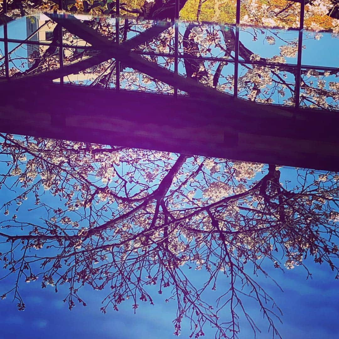 八芳園さんのインスタグラム写真 - (八芳園Instagram)「【お花見日和】  都内、今日と明日は暖かくお花見日和 と言う予報が出ていて 染井吉野を見るには最高です。  写真は今朝の染井吉野。 日当たりの良い所から満開へと 近づいています。  テラス席から眺めるもよし、 庭園を散策しながら 下から眺めるもよし、 桜の様々な姿を楽しむ事ができます。  明日13時からは別館 白鳳館で お花見しながらの苔玉作りや 香り袋作りのワークショップも開催。 様々な春をお楽しみください。  吹ぶけよ、桜。 吹ぶけよ、人。 【八芳園Spring  Festiva2019 粋】 http://www.happo-en.com/event/springfestival2019/ 【ご予約】 https://restaurant.ikyu.com/sd/101346/?ikRef=ampEventOpenPlan&ampPlanNo=10819963  #八芳園 #桜イベント #染井吉野 #春 #お花見 #花見 #苔玉 #苔玉作り #苔玉作り体験 #香り袋 #香り袋づくり #粋 #桜  #happoen #cherryblossom #tokyo」3月27日 10時33分 - happoen