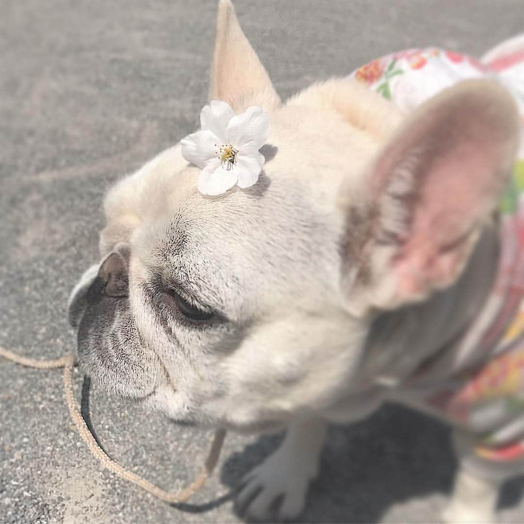 Ham-chanさんのインスタグラム写真 - (Ham-chanInstagram)「#frenchbulldog #frenchie #hamham #フレンチブルドッグ #フレブル #はむちゃん #はむはむ #cherryblossom #桜 🌸🌸🌸🌸🐶🌸🌸🌸🌸」3月27日 10時42分 - hide_ham_tank