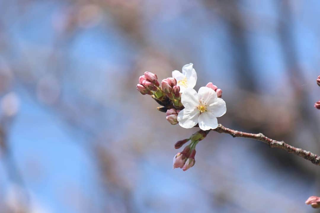 ❃ren❃さんのインスタグラム写真 - (❃ren❃Instagram)「お写んぽ🌸 満開🌸まではまだまだかな～🌸 ＊ #お写んぽ #さくら#桜 #写真を撮るのが好き」3月27日 10時59分 - ren1008