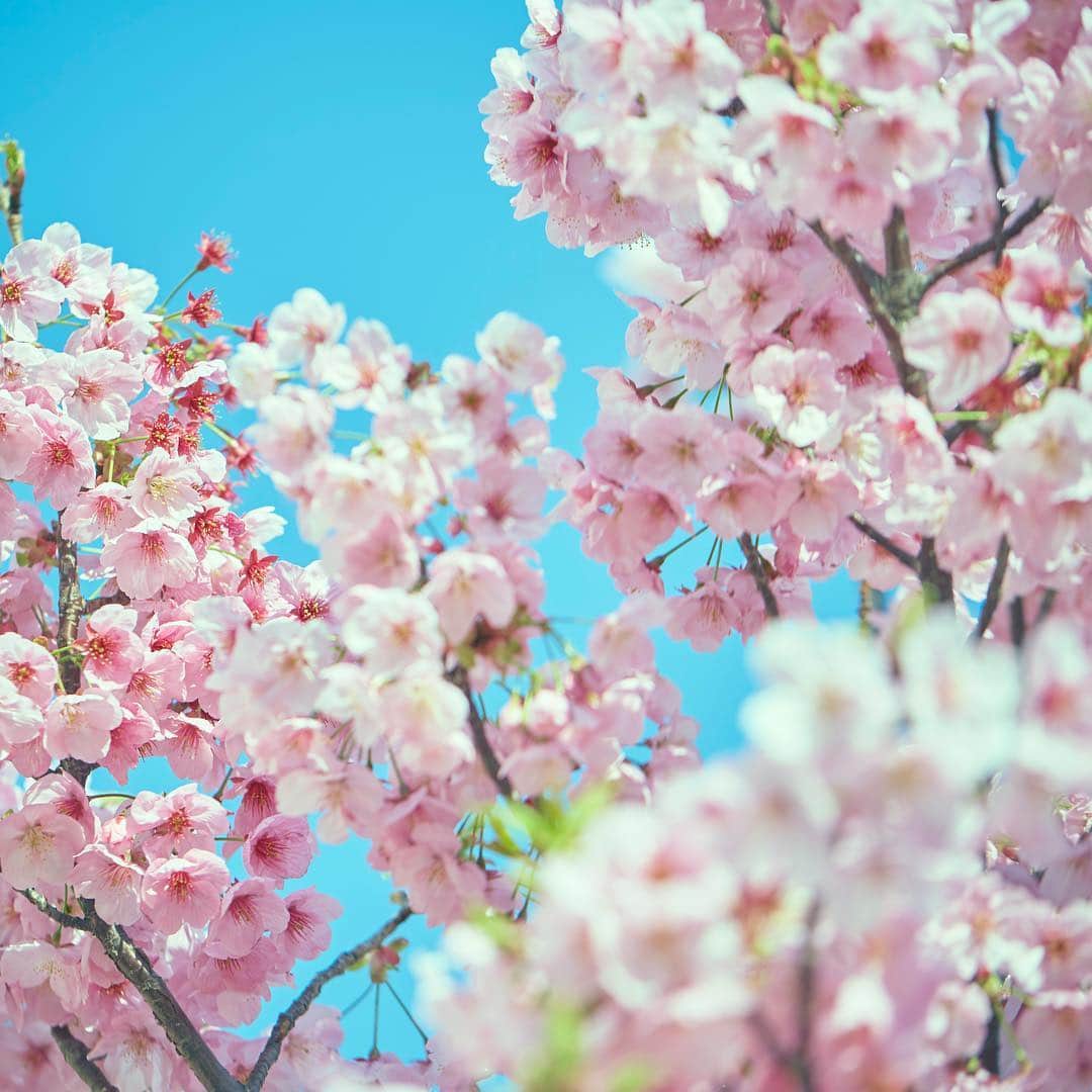 二子玉川ライズさんのインスタグラム写真 - (二子玉川ライズInstagram)「﻿ ﻿ ピンクとブルー。﻿ ﻿ 二子玉川の桜はコントラストがとてもキレイで、﻿ 私の目に飛び込んできた。﻿ ﻿ 満開の桜を見上げながら、﻿ 散りゆく美しさに心おどる。﻿ ﻿ ◇◇◇◇◇◇◇◇◇◇◇◇◇◇◇◇◇◇◇◇◇﻿ ・8th Anniversary　「FLOWERISE」﻿ 日時：3月15日（金）～4月18日（木）﻿ 場所：二子玉川ライズ･ショッピングセンター﻿ ﻿ ・春の環境演出『花蜜』﻿ 日時：3月15日～5月6日（月・休）（予定）﻿ 場所：二子玉川ライズ ガレリア　他﻿ ◇◇◇◇◇◇◇◇◇◇◇◇◇◇◇◇◇◇◇◇◇﻿ ﻿ ﻿ #二子玉川ライズで今日も素敵な1日を#二子玉川ライズ#二子玉川#ライズインスタ部#にこたま#桜#満開#さくら#サクラ#お花見#春#スプリング#青空#空#田園都市線#大井町線#springday#spring#cherryblossom﻿」3月27日 11時00分 - rise_shopping_center
