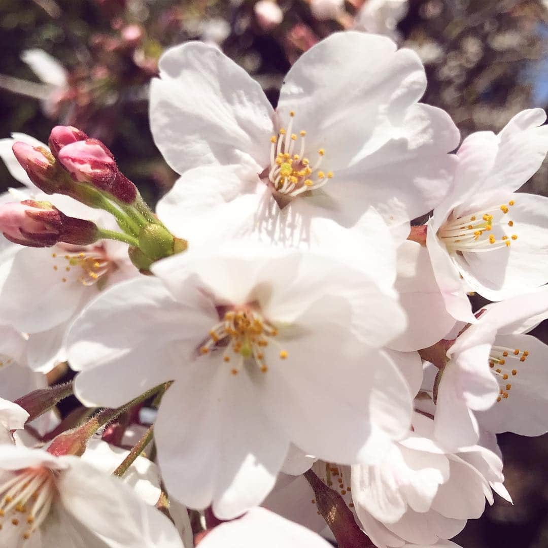 Kダブシャインのインスタグラム：「🌸🌸🌸🌸🌸🌸🌸🌸🌸🌸🌸🌸🌸🌸🌸🌸🌸🌸🌸🌸🌸🌸🌸🌸🌸🌸🌸🌸🌸🌸🌸桜の日🌸🌸🌸🌸🌸🌸🌸🌸🌸🌸🌸🌸🌸🌸🌸🌸🌸🌸🌸🌸🌸🌸🌸🌸🌸🌸🌸🌸🌸🌸🌸🌸🌸🌸🌸🌸🌸🌸🌸🌸🌸🌸🌸🌸🌸🌸🌸🌸🌸🌸🌸🌸🌸の今日に満開！🌸🌸🌸🌸」