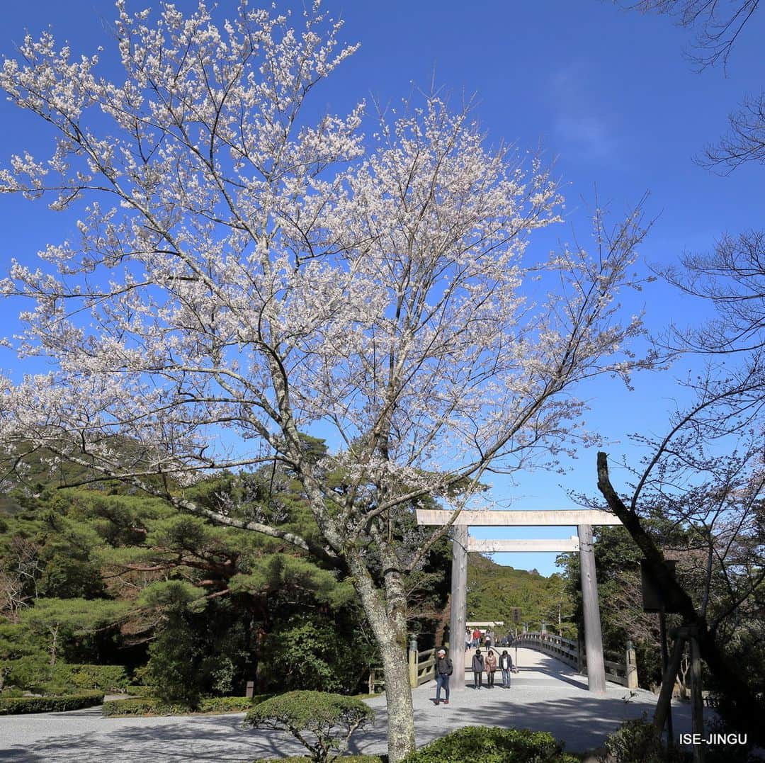 伊勢神宮さんのインスタグラム写真 - (伊勢神宮Instagram)「#伊勢神宮 #神宮 #神社 #心のふるさと #内宮 #宇治橋 #春 #桜 #ISEJINGU #JINGU #SOUL_of_JAPAN #Japan #Jinja #Shinto #Naiku #Ujibashi_Bridge #Spring #Cherry_Blossoms」3月27日 11時00分 - isejingu.official