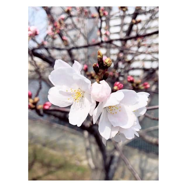 中谷しのぶさんのインスタグラム写真 - (中谷しのぶInstagram)「大阪も今日開花宣言されました🌸平年より1日早く、去年より7日遅く発表されたようです✨蓬莱さん、ホッとしてるかな？笑  #ytv前 #10輪以上 #咲いてました #これから #満開 #楽しみです」3月27日 11時12分 - shinobunakatani.ytv