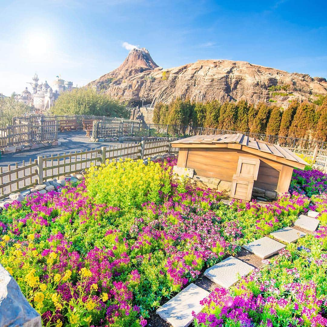 東京ディズニーリゾートさんのインスタグラム写真 - (東京ディズニーリゾートInstagram)「A nice spring day. 春のぽかぽか陽気♪ #mediterraneanharbor #tokyodisneysea #tokyodisneyresort #canolaflower #linariabipartita #erysimumcheiri #spring #メディテレーニアンハーバー #東京ディズニーシー #東京ディズニーリゾート #菜の花 #ナノハナ #リナリア #チェイランサス #春」3月27日 11時30分 - tokyodisneyresort_official