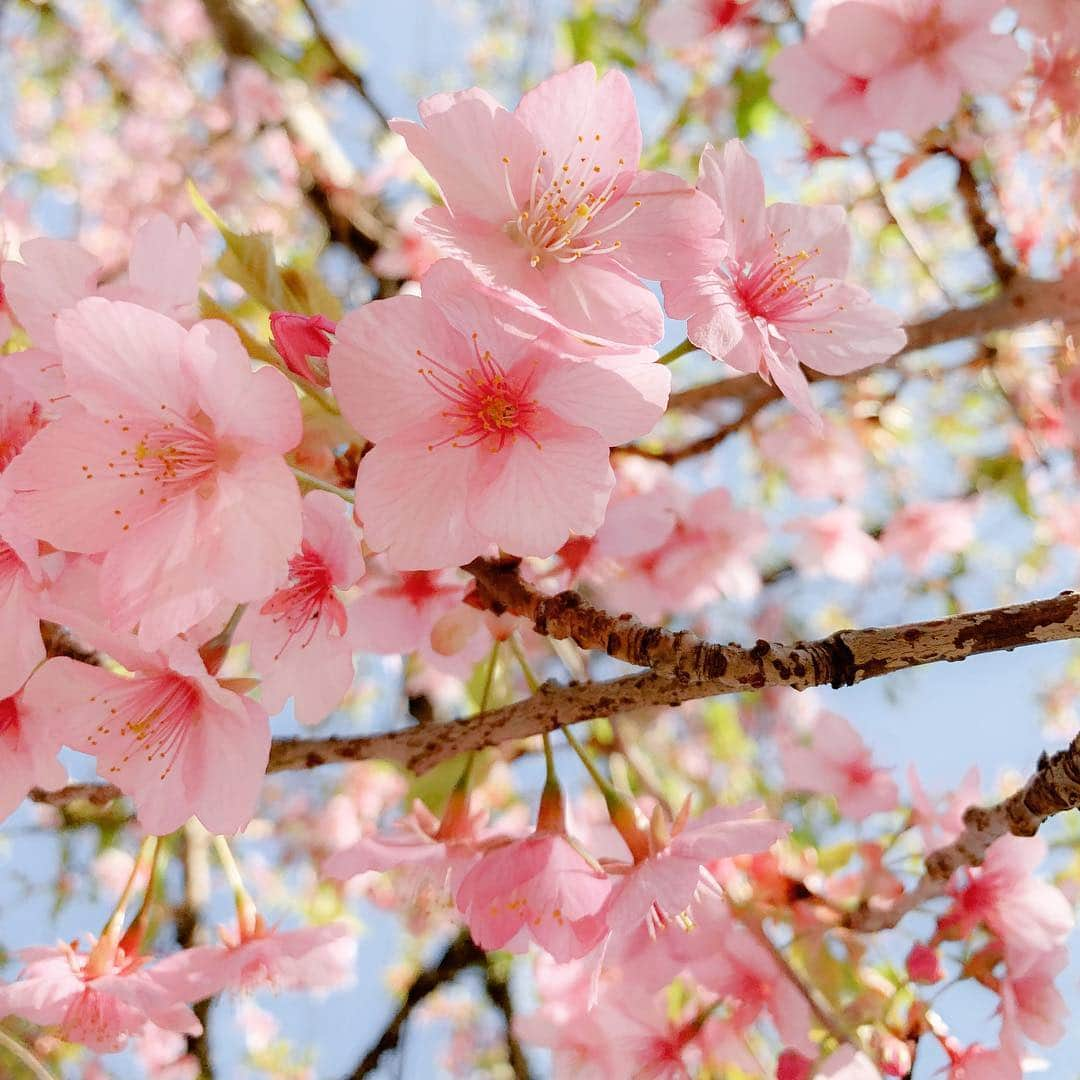 巴田みず希さんのインスタグラム写真 - (巴田みず希Instagram)「#河津桜 🌸 ・ #ドッグラン に行ったら、河津桜がとても綺麗だったよ👍✨ ・ 小晴くんはいつも通り他犬の御主人様を奪い取り、みんなで仲良く走り回り、ご満悦なお顔で帰りました✨ ・ 可愛いカエル🐸が立っていたので小晴くんとツーショット撮ってもらったよ✌️ ・ ・ ・ #チワワとカエル #chihuahua #chihuahua_feature #chihuahualife #chihuahuafanatics #chihuahuaoftheday #dog #dogoftheday #dogstagram #doglovers #dogs_of_instagram #dogsofinstagram #ilovemydog #doglover #チワワ #犬 #スムースチワワ #スムチー #わんこ #ちわすたぐらむ #いぬすたぐらむ #スムースチワワ部 #さくら #かわづざくら」3月27日 11時38分 - mizukitomoda