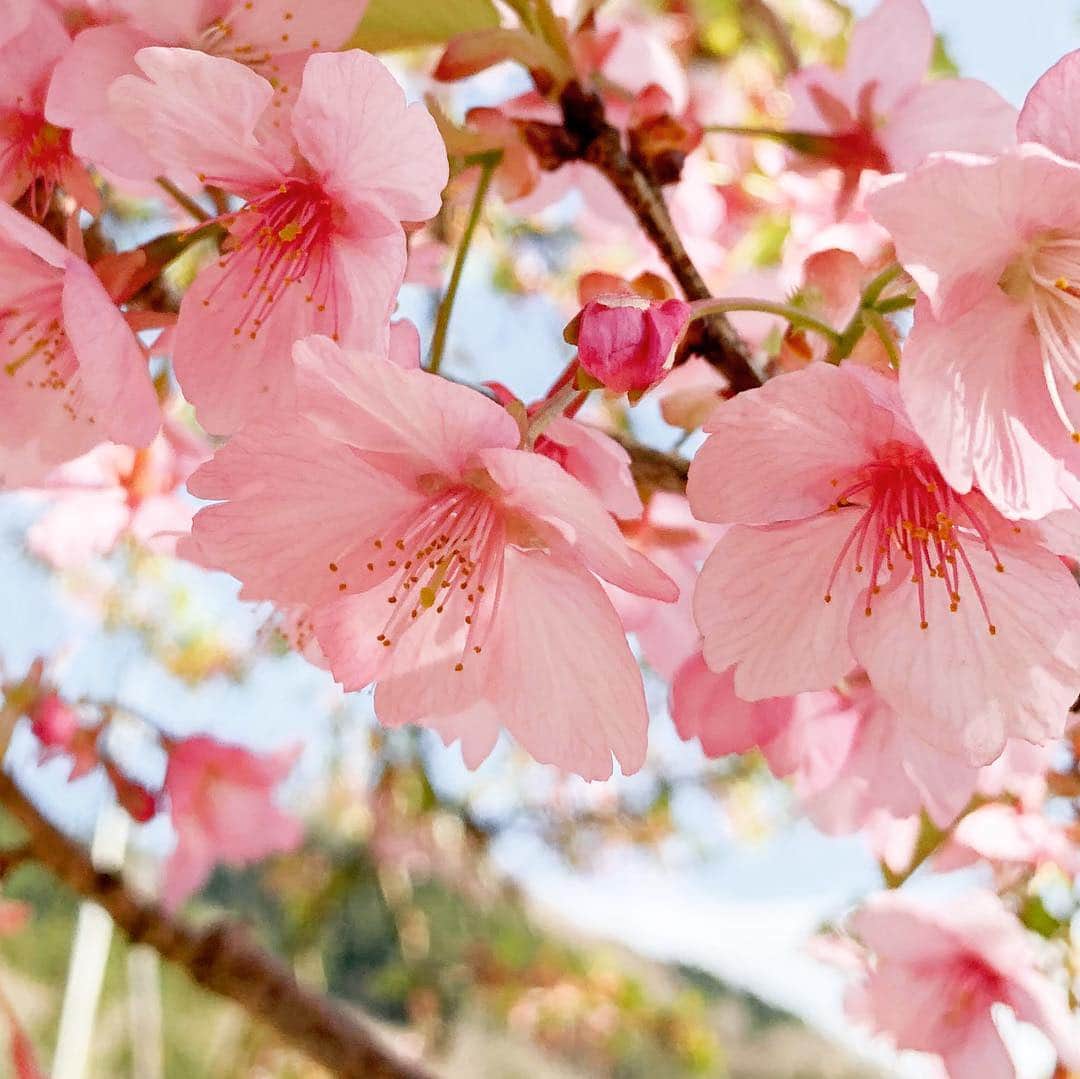 のインスタグラム：「#河津桜 🌸 ・ #ドッグラン に行ったら、河津桜がとても綺麗だったよ👍✨ ・ 小晴くんはいつも通り他犬の御主人様を奪い取り、みんなで仲良く走り回り、ご満悦なお顔で帰りました✨ ・ 可愛いカエル🐸が立っていたので小晴くんとツーショット撮ってもらったよ✌️ ・ ・ ・ #チワワとカエル #chihuahua #chihuahua_feature #chihuahualife #chihuahuafanatics #chihuahuaoftheday #dog #dogoftheday #dogstagram #doglovers #dogs_of_instagram #dogsofinstagram #ilovemydog #doglover #チワワ #犬 #スムースチワワ #スムチー #わんこ #ちわすたぐらむ #いぬすたぐらむ #スムースチワワ部 #さくら #かわづざくら」