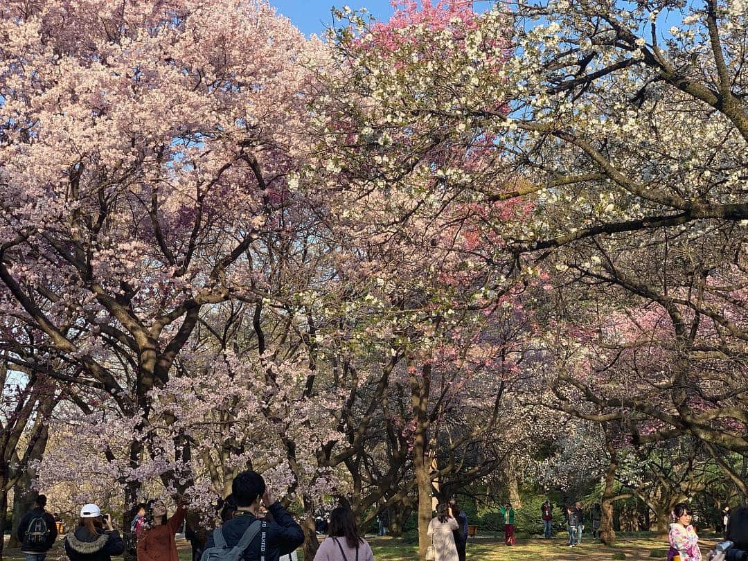 忍成修吾さんのインスタグラム写真 - (忍成修吾Instagram)「桜が咲いて来ましたね~🌸 お花見してからの、お肉🍖」3月27日 11時57分 - shugo_oshinari