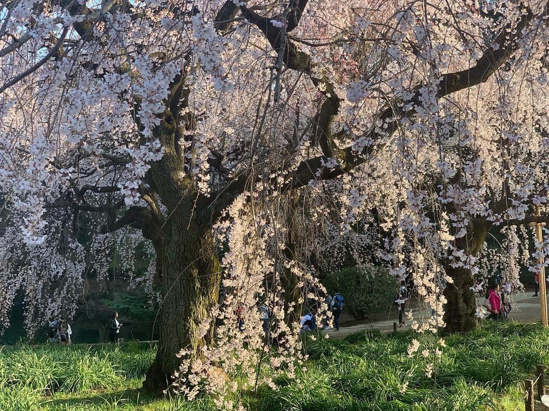 忍成修吾さんのインスタグラム写真 - (忍成修吾Instagram)「桜が咲いて来ましたね~🌸 お花見してからの、お肉🍖」3月27日 11時57分 - shugo_oshinari