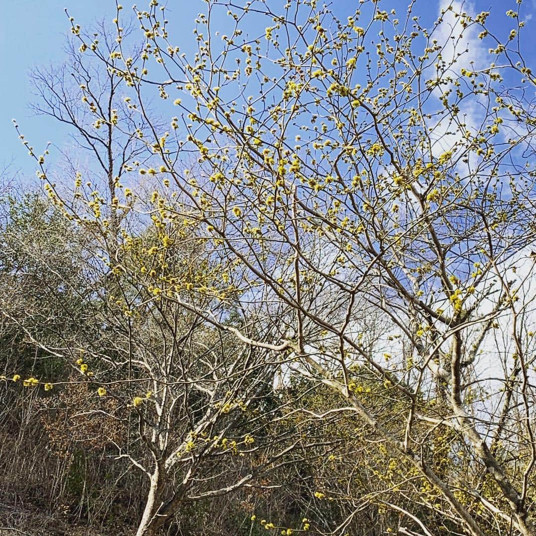 都竹悦子さんのインスタグラム写真 - (都竹悦子Instagram)「ダンコウバイが見頃。  #飛騨の春 #ダンコウバイ #だんこうばい #壇香梅 #山肌に咲く #黄色い春の花 #梅もチラホラ #桜はまだまだ先」3月27日 11時58分 - etsukotsuzuku