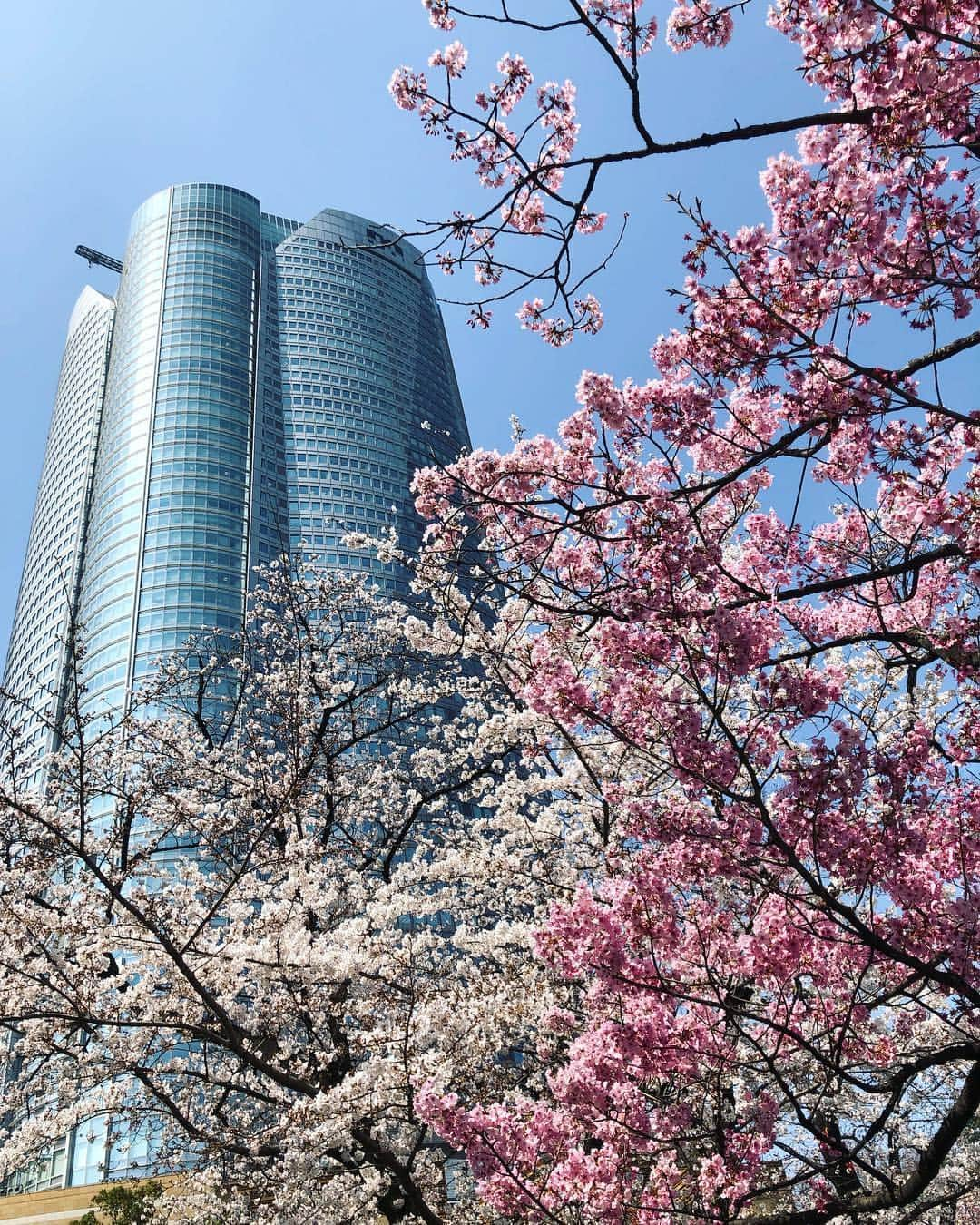 今村涼子さんのインスタグラム写真 - (今村涼子Instagram)「東京で桜満開！ 毛利庭園は、今年もソメイヨシノと陽光の見頃が重なり華やかです！ #満開#毛利庭園#お花見日和#2019桜」3月27日 11時52分 - ryoko.imamu