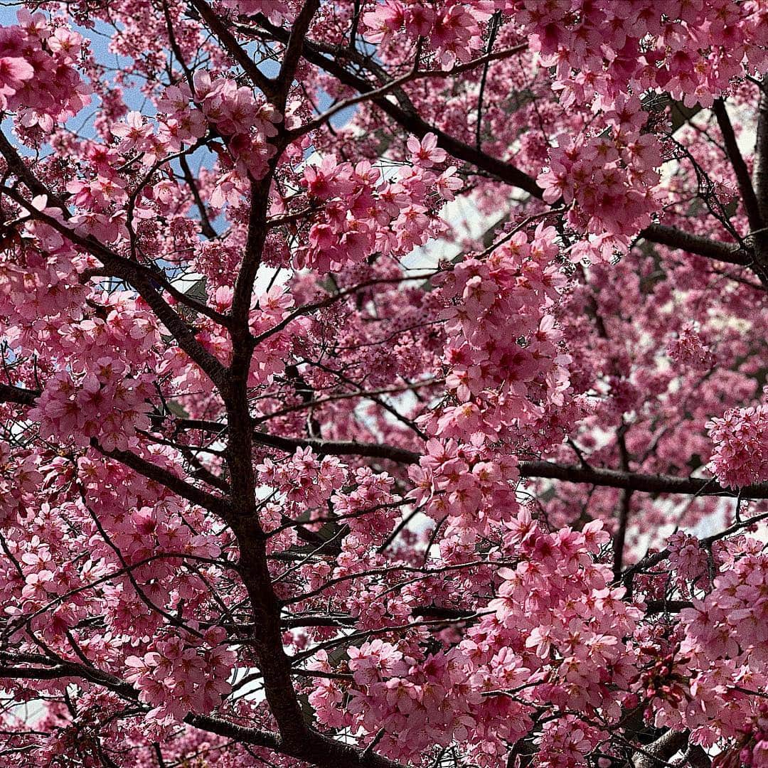 鈴木芳奈さんのインスタグラム写真 - (鈴木芳奈Instagram)「春だぁ〜☺︎🌸 季節の中で春が一番好きだなぁ〜 なんかわくわくするっ しかもこれからが楽しみなことばかりで✨☺︎☺︎ 早くお伝えしたい⭐️ #spring #charryblossom」3月27日 11時57分 - tachibana_kanna