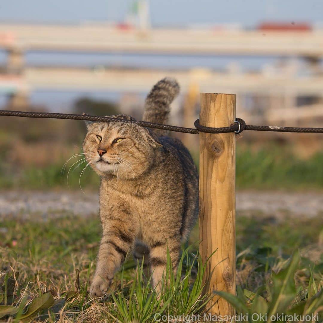 Masayukiさんのインスタグラム写真 - (MasayukiInstagram)「においづけは怠らない。  #cat #ねこ」3月27日 12時15分 - okirakuoki