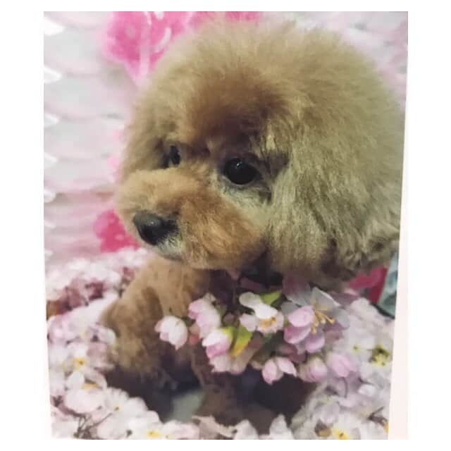 日下裕江さんのインスタグラム写真 - (日下裕江Instagram)「ロルもトリミングして 春準備万端🌸✨ 桜に囲まれて 早くもお花見モード❀.*･ﾟ  今年は桜の咲き具合がゆっくりみたい… 早く満開にならないかな｡:ஐ⋆* #トリミング #ドッグスタグラム #toypoodle #dogstagram #お花見犬 #ロルスタグラム #ロルグラム」3月27日 12時24分 - hiroe___h