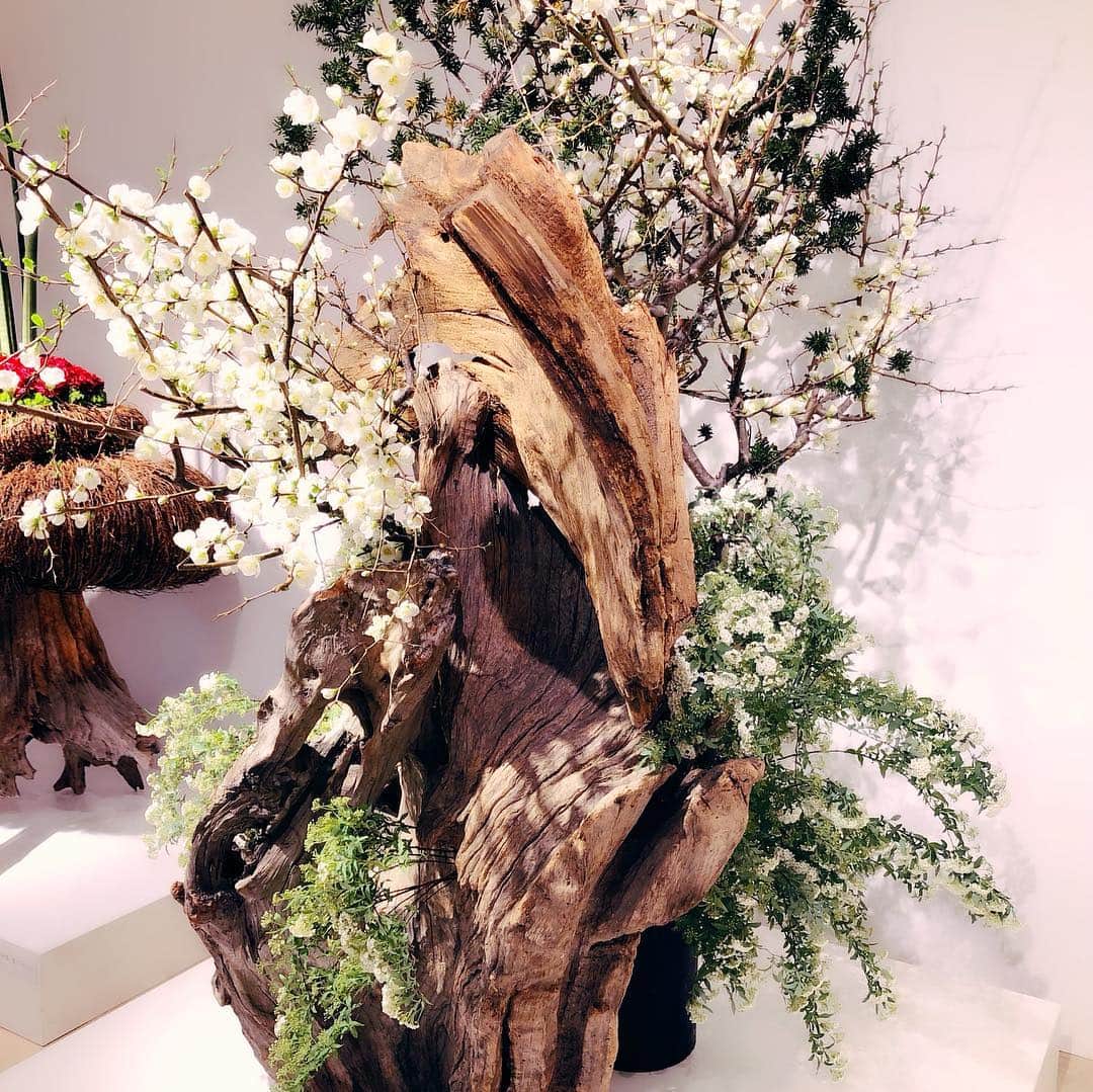 国生さゆりさんのインスタグラム写真 国生さゆりinstagram 第100回草月いけばな展 花賛歌 に行ってきました 草月流 いけばな 国生さゆり 3月27日 12時17分 Sayurikokusho