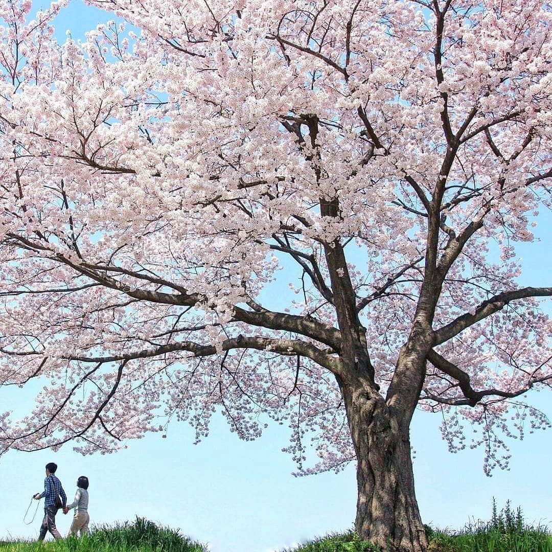 のインスタグラム：「📷👫🌸🌳 saitama/japan ・ @team_jp では本日より【春色】チャレンジ開催中です🌸 ・ 春を感じさせるお写真にタグを付けてご参加下さい🙏 ・ ・ 〈参加タグ〉#team_jp_春色2019 〈期間〉～4/18(木)22:00まで ・ 〈ルール〉過去写真へのタグ付けはフィーチャー対象外となりますので、新規ポストにタグを付けてご参加ください🙇 ・ ・ 素敵な春色をお待ちしております🌸🌸」