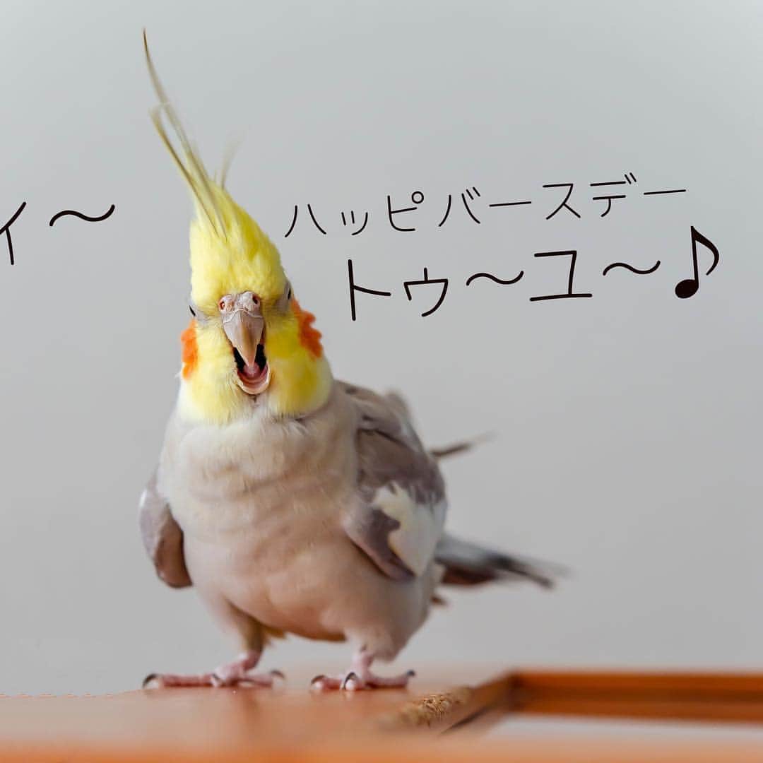 YURAPOi ゆらぽぃさんのインスタグラム写真 - (YURAPOi ゆらぽぃInstagram)「今週の土曜日で12歳になる、ゆらセンパイへバースデーソングを歌うために練習中のぽぃちゃん💛🎶🐥💖♬」3月27日 12時27分 - ryoichisakai