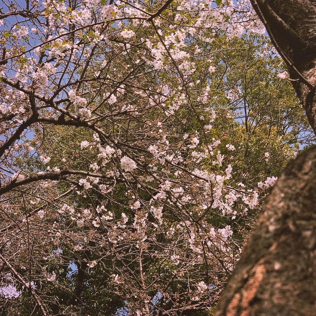 竹井亮介さんのインスタグラム写真 - (竹井亮介Instagram)「昨日、神社の境内で見かけた桜。 春やなぁ。 #桜 #春大好き」3月27日 12時29分 - takeiryosuke