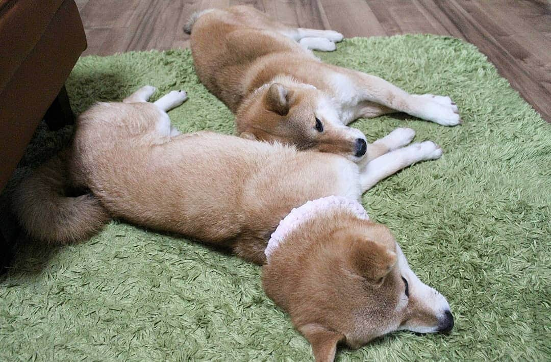 柴犬たま Shibainu Tamaのインスタグラム