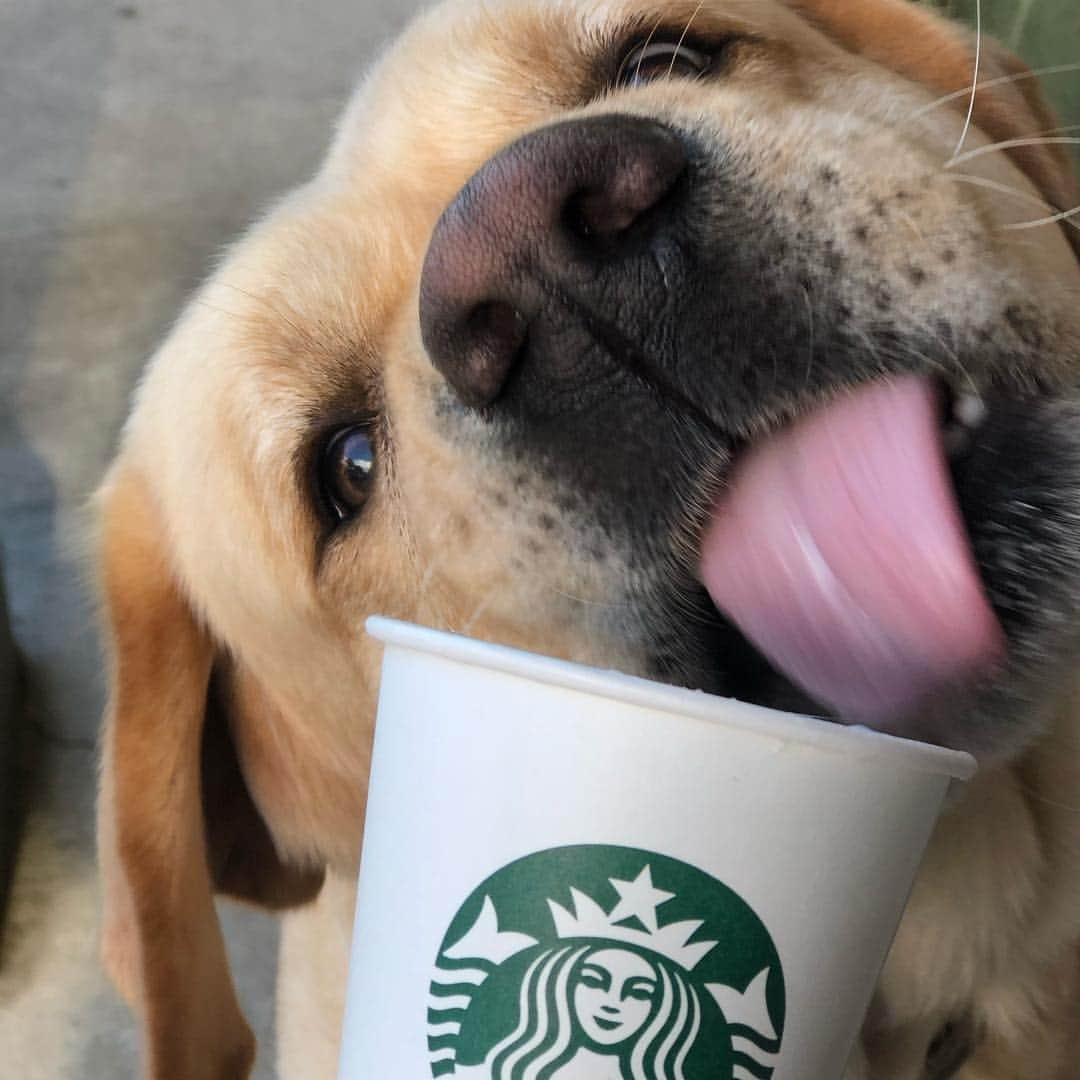 Huckさんのインスタグラム写真 - (HuckInstagram)「Start your morning right with a big walk and reward yourself with a puppachino 🐾😋🙌🏼☀️ #itscalledbalance #talesofalab #instalab #yellowlabsofinstagram #labphotooftheday #fab_labs_ #thelablove_feature #yellowlaboftheday #englishlabrador #lablove #worldofmylab #starbucks #charleston」3月27日 22時04分 - yellow_lab_named_huck