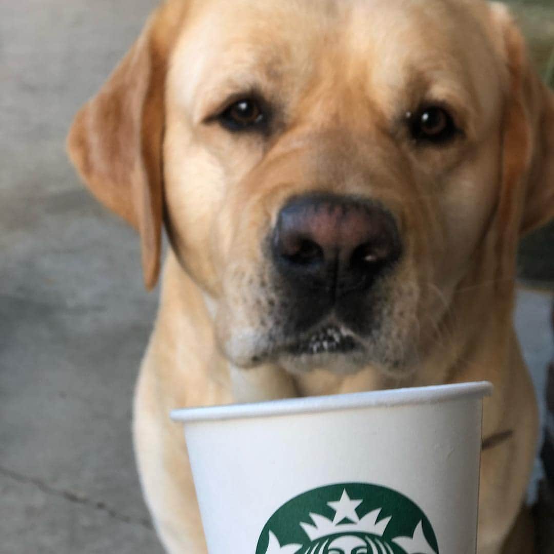 Huckのインスタグラム：「Start your morning right with a big walk and reward yourself with a puppachino 🐾😋🙌🏼☀️ #itscalledbalance #talesofalab #instalab #yellowlabsofinstagram #labphotooftheday #fab_labs_ #thelablove_feature #yellowlaboftheday #englishlabrador #lablove #worldofmylab #starbucks #charleston」